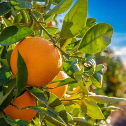 Naranjas de mesa ecológicas valencianas