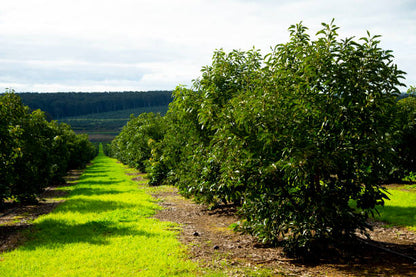 Aguacates ecológicos valencianos