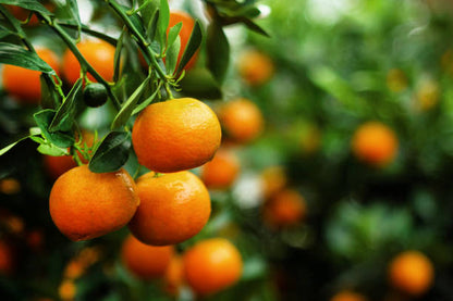 Mandarinas ecológicas valencianas