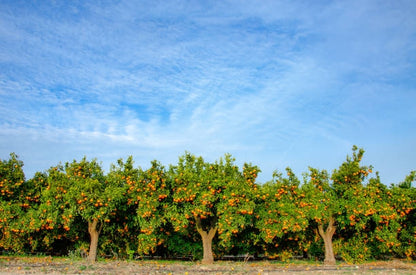 Mandarinas ecológicas valencianas